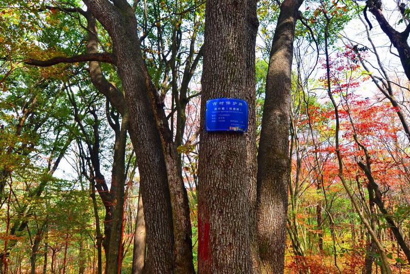 刺叶高山栎——圈椅淌古树