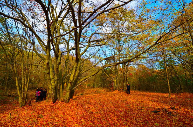 圈椅淌榉木广场6