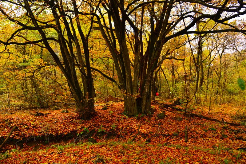 圈椅淌原始森林金秋大淌溪沟边