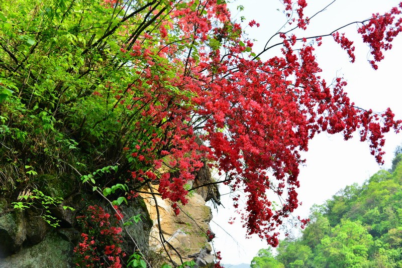 极品映山红杜鹃