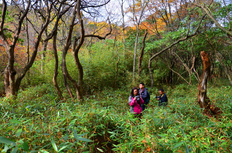 箬竹与云锦杜鹃群落林初秋2