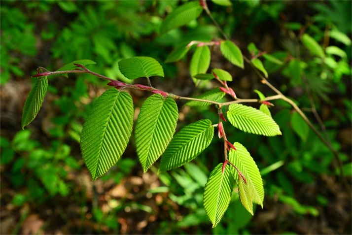 春日江山丽  春风花草香