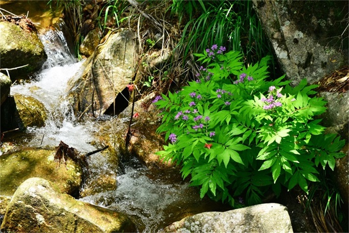 春日江山丽  春风花草香