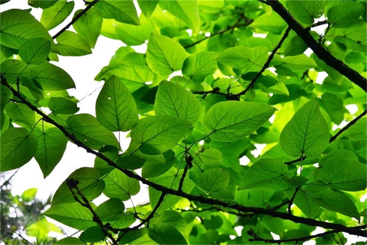 绿树阴浓夏日长