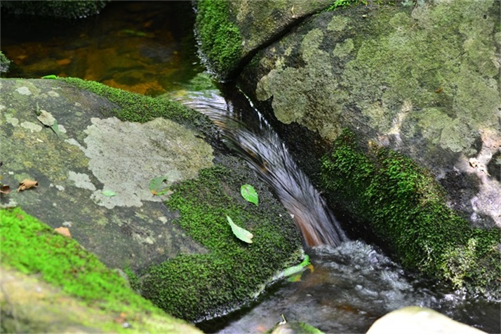 绿树阴浓夏日长