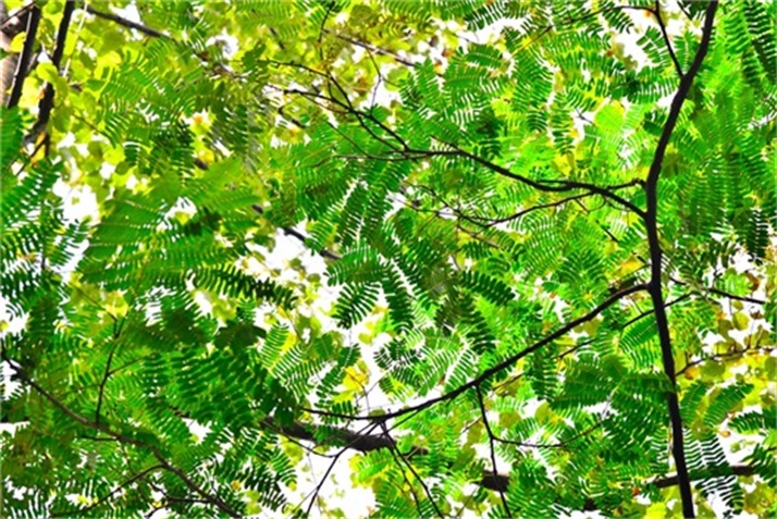 绿树阴浓夏日长