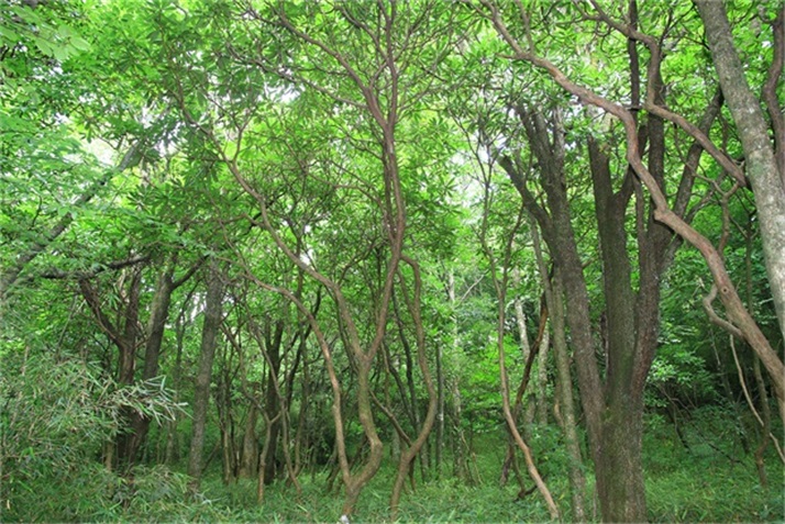 绿树阴浓夏日长