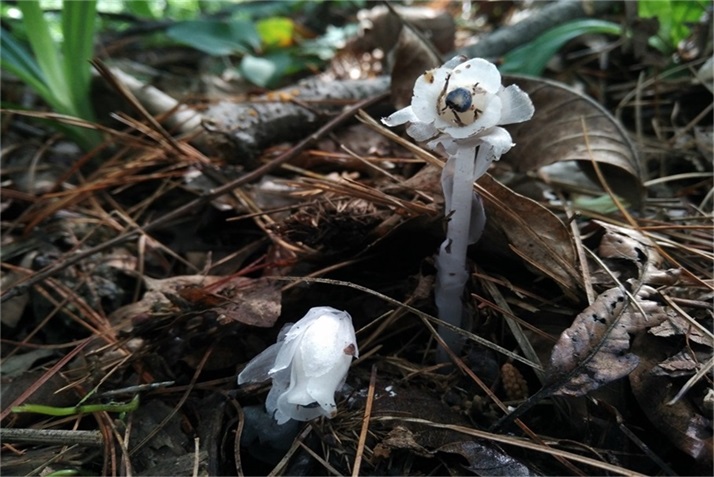 绿树阴浓夏日长