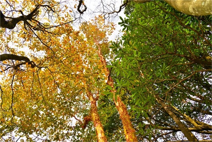 色彩斑斓皆秋色