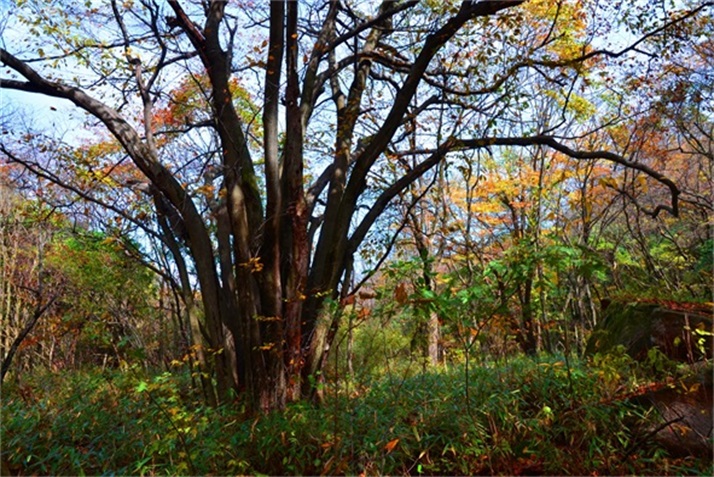 色彩斑斓皆秋色