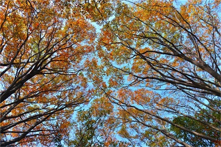 色彩斑斓皆秋色