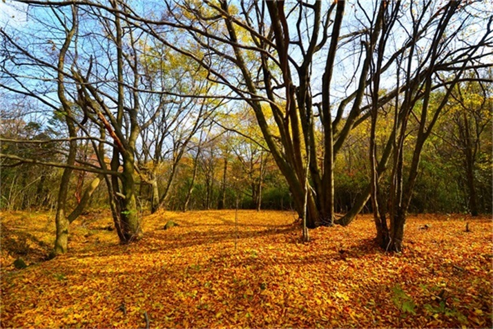 色彩斑斓皆秋色