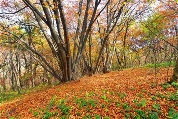 色彩斑斓皆秋色