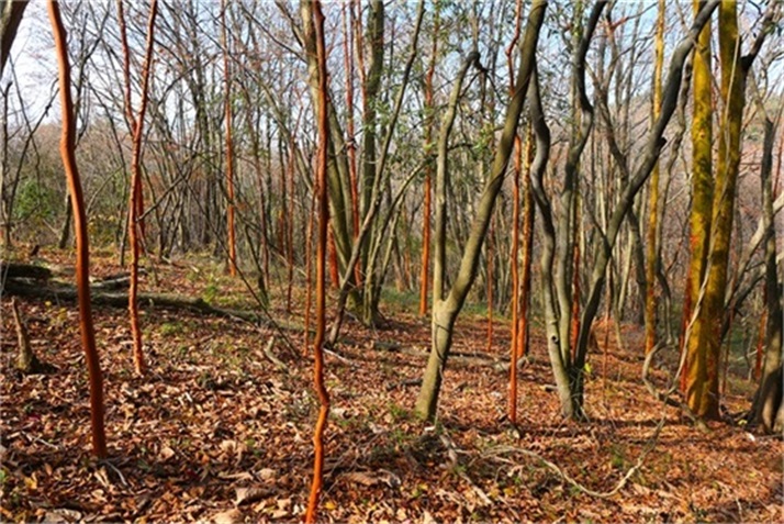 色彩斑斓皆秋色