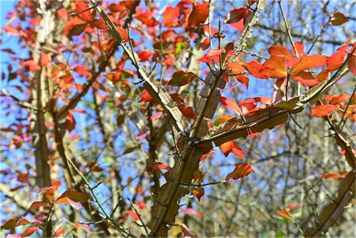 色彩斑斓皆秋色