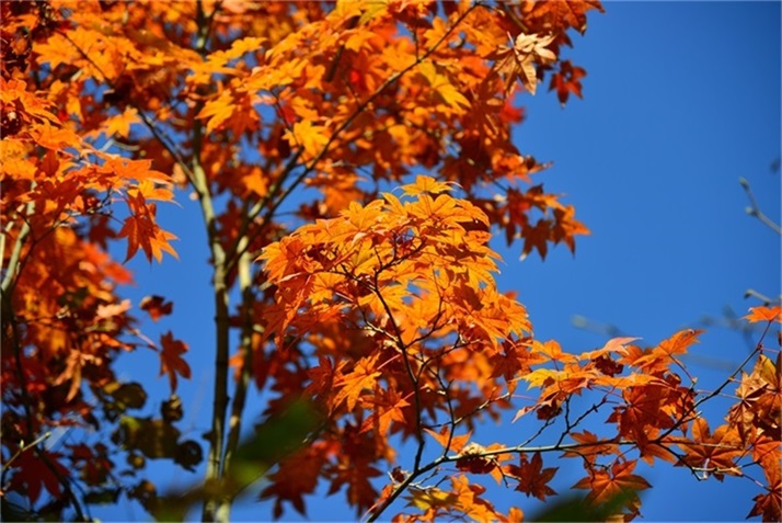 色彩斑斓皆秋色
