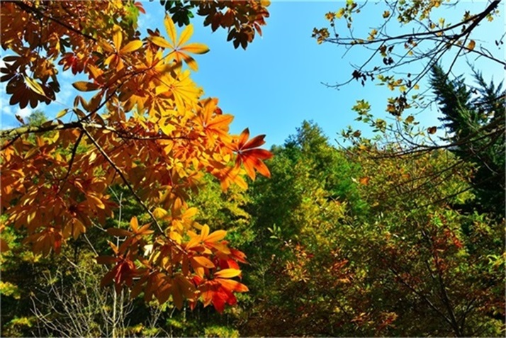 色彩斑斓皆秋色