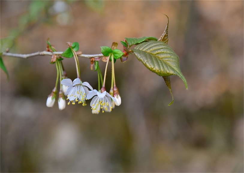 山花烂漫
