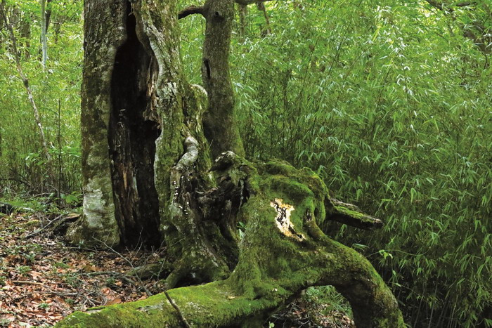 山巅秘境西塞国