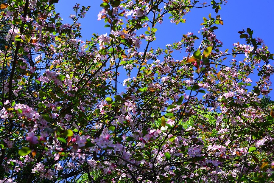 人家四月芳菲尽 淌内海棠始盛开