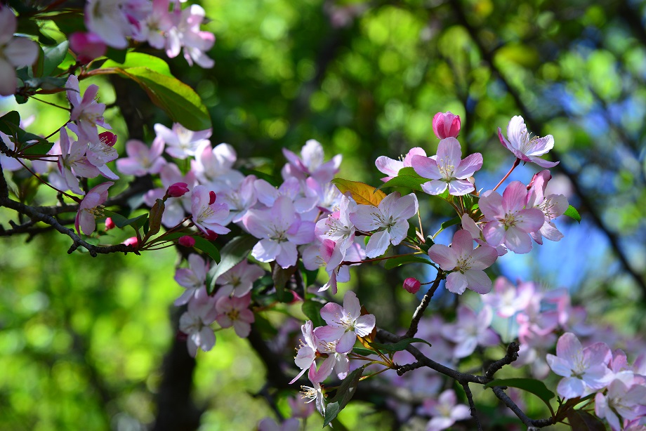 人家四月芳菲尽 淌内海棠始盛开