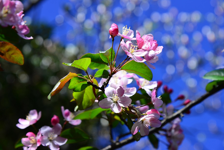 人家四月芳菲尽 淌内海棠始盛开