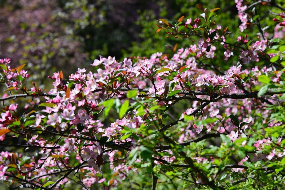 人家四月芳菲尽 淌内海棠始盛开